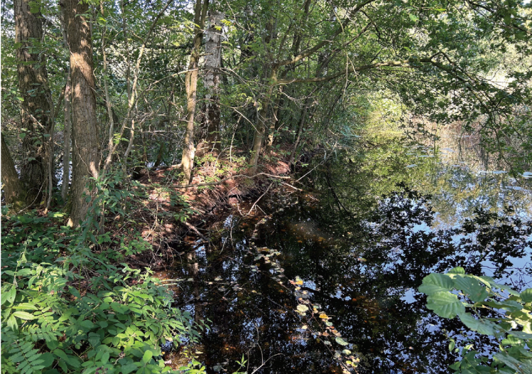 Small dike between two ponds, completely overgrown