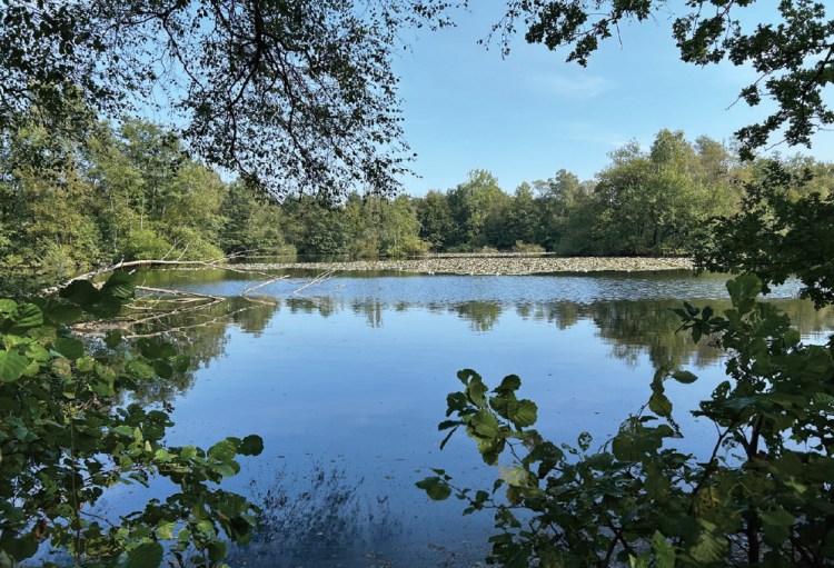 Growth pond with open water and lilies in the distance