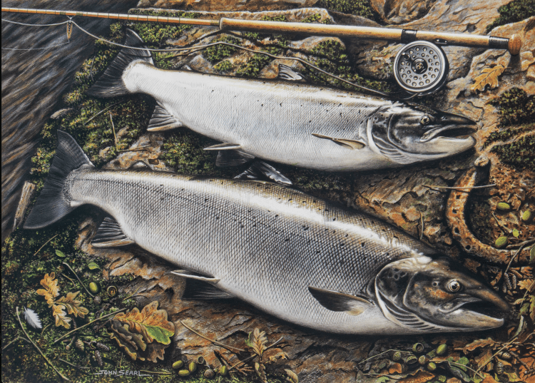 'Autumn Salmon' Limited Edition Signed Print by John Searl