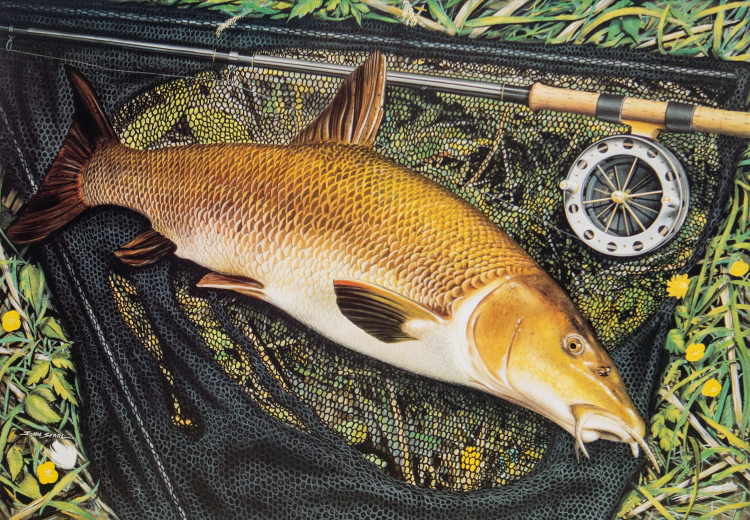 'Barbel' Print by John Searl