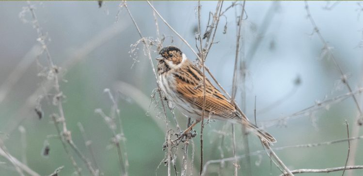 Reed Bunting - Piscator Mag